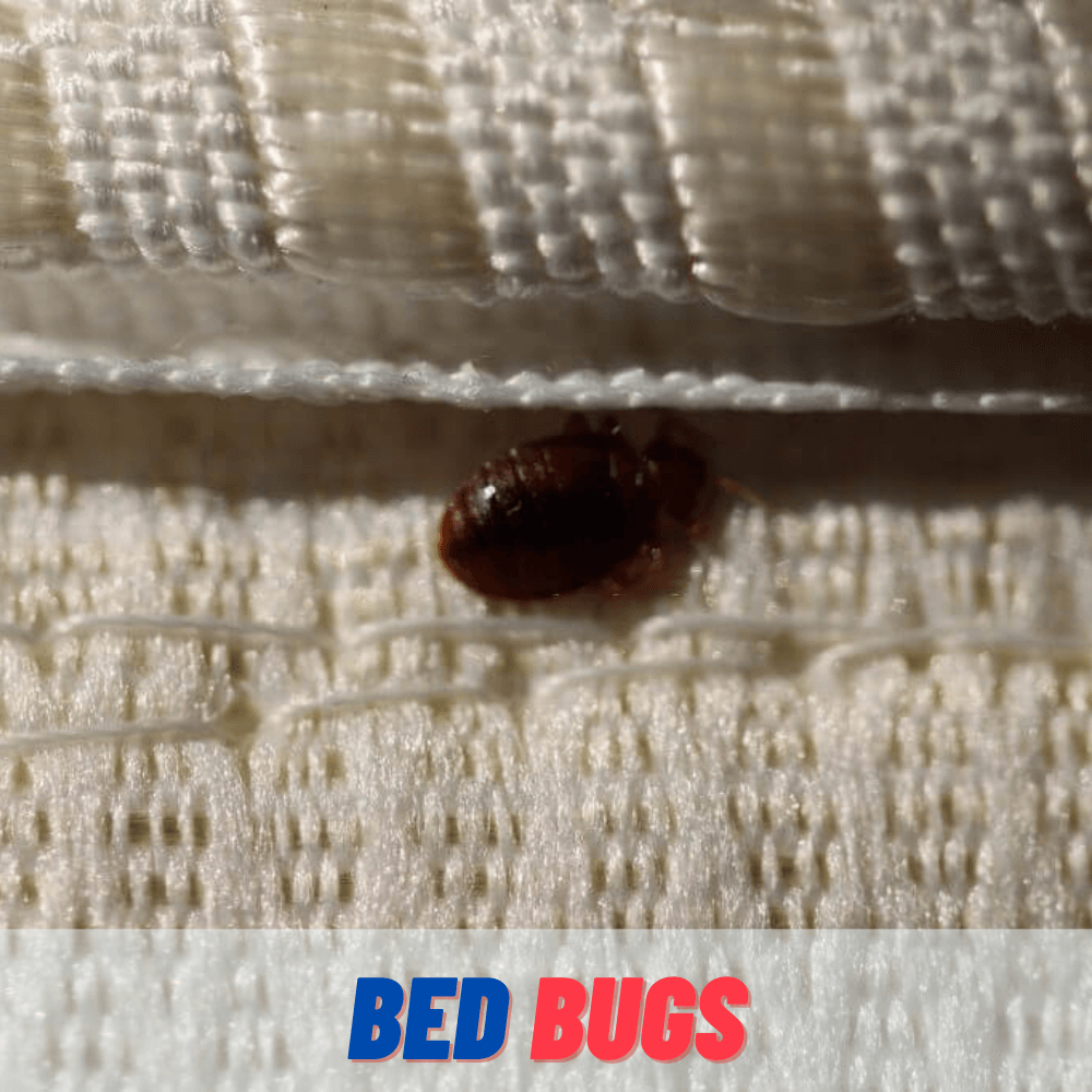 Bed Bugs Killing Service